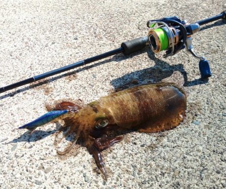 今シーズンラストエギング